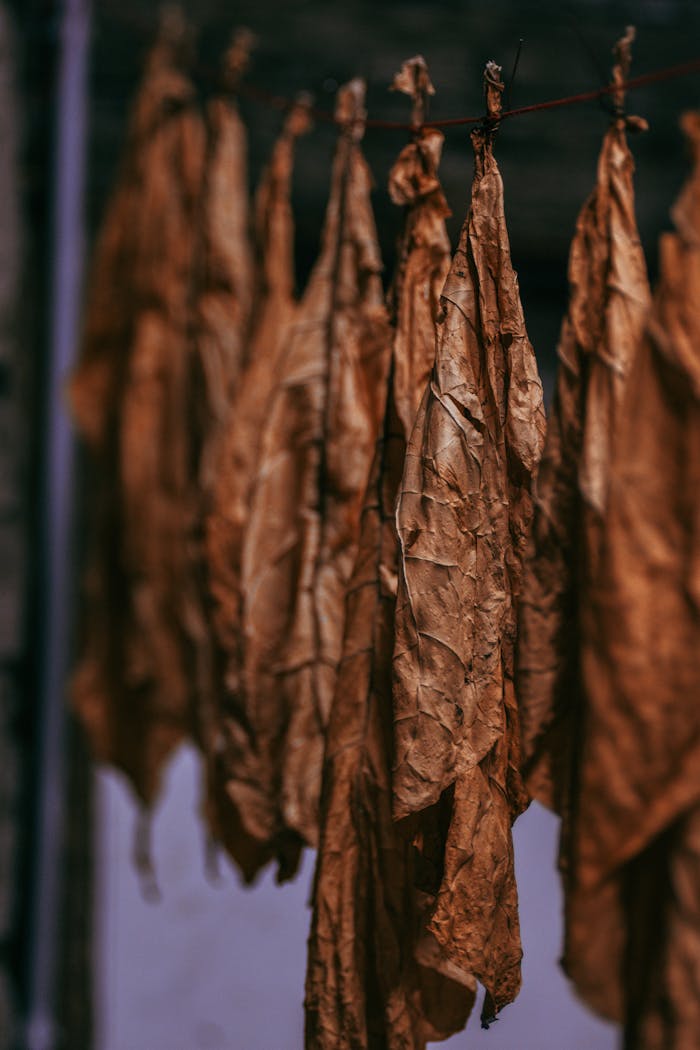 Detailed view of dried tobacco leaves hanging in a row, emphasizing texture and color.