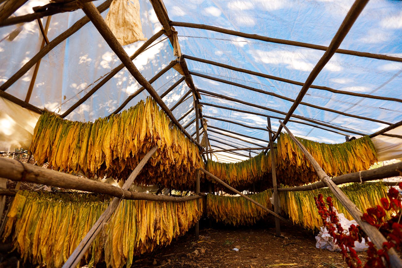 Natural drying process of tobacco leaves hanging in a greenhouse under sunlight.