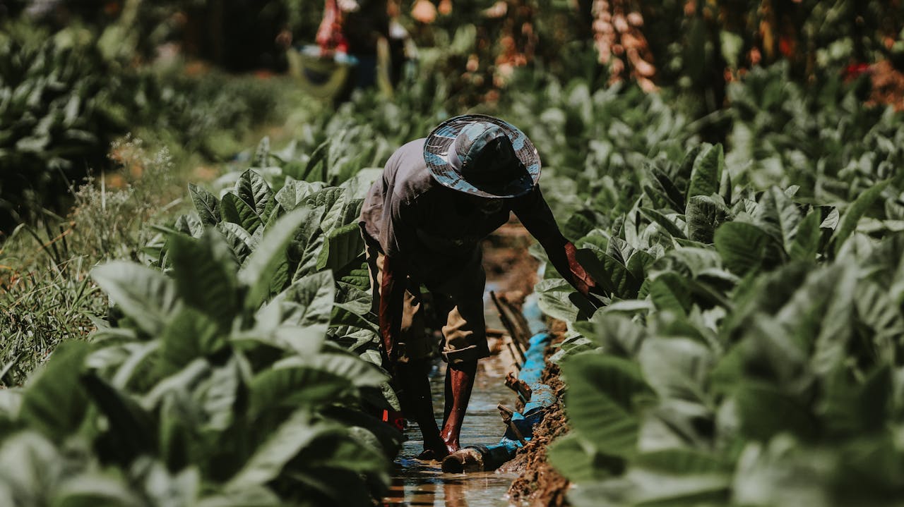 A farmer tending tobacco plants in East Java, showcasing traditional agricultural practices.