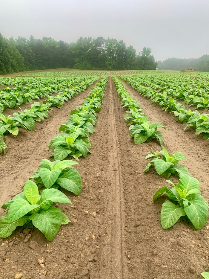 Vibrant green tobacco plants thriving in well-ordered agricultural fields under a cloudy sky.