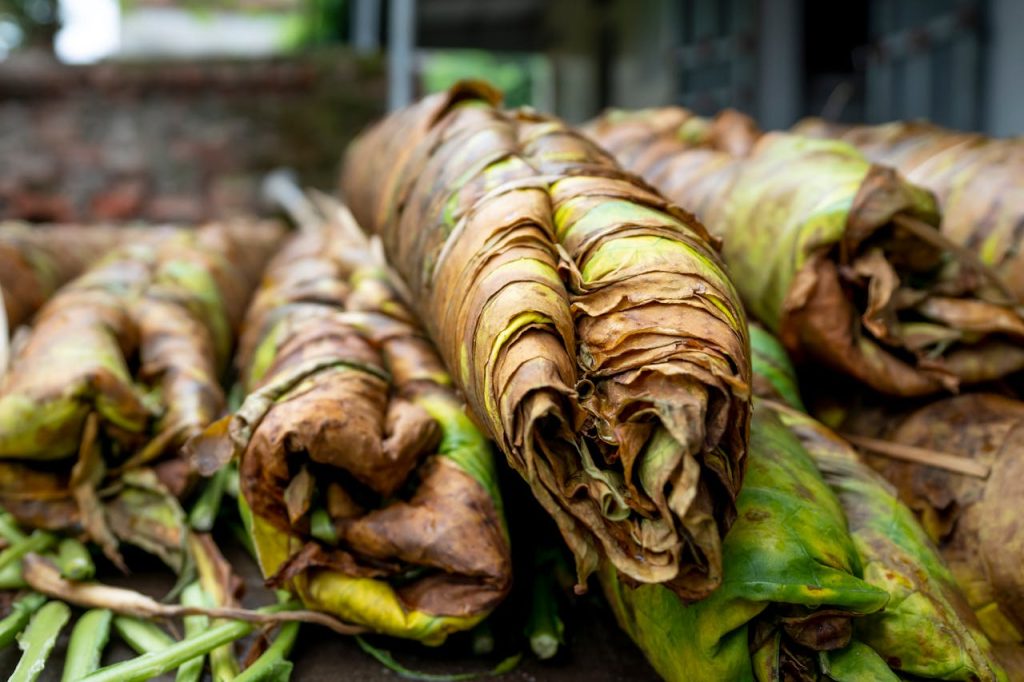 Detailed view of dry tobacco leaves stacked for curing in an outdoor setting under daylight.