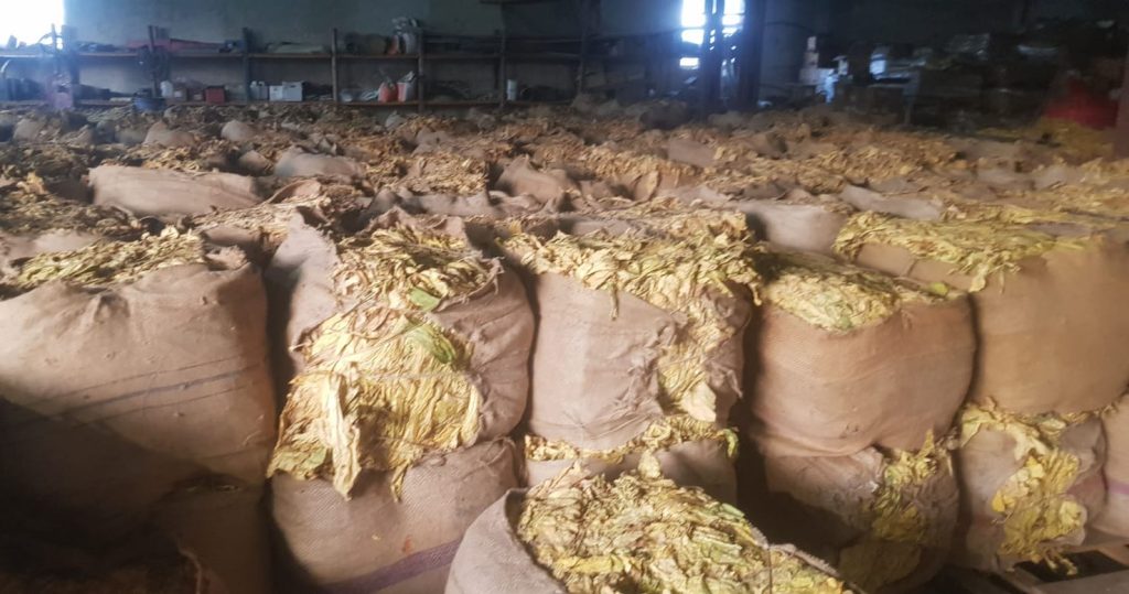 tobacco bondowoso (10)