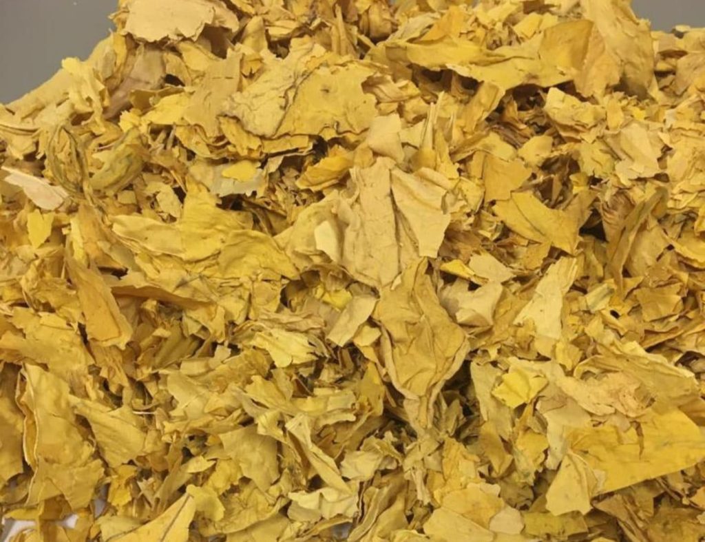 tobacco bondowoso (15)