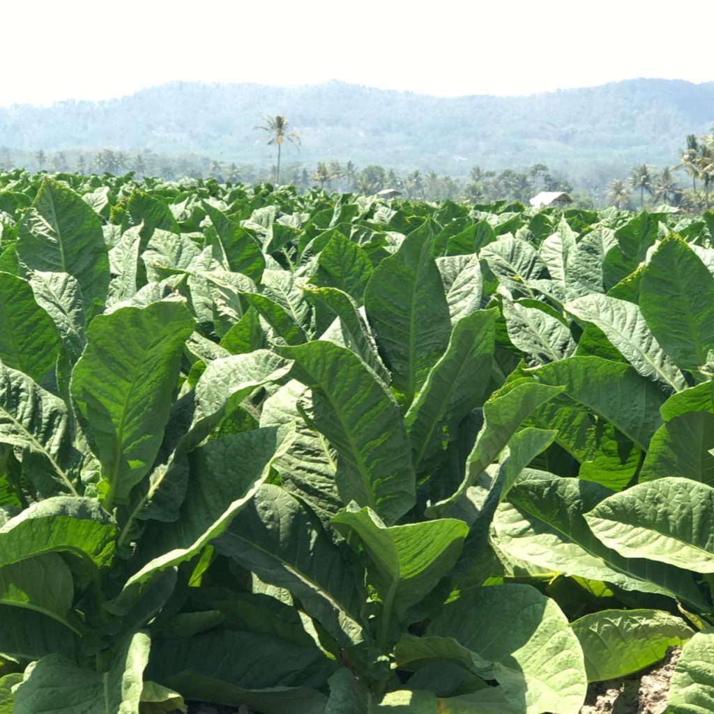 kebun