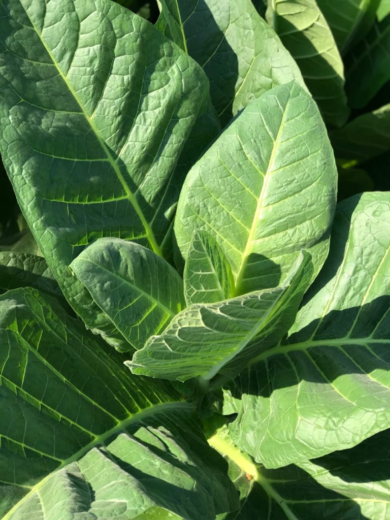 tobacco jember